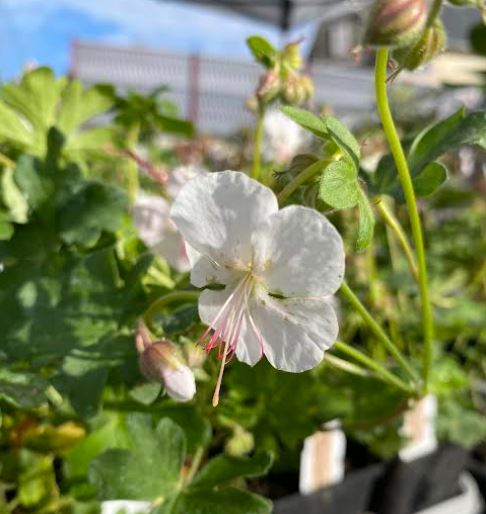 Geranium x cantabrigiense 'St Ola' - Géranium vivace 'St Ola'