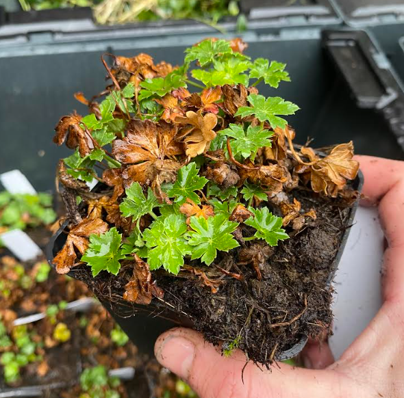 Geranium x cantabrigiense 'St Ola' - Géranium vivace 'St Ola'