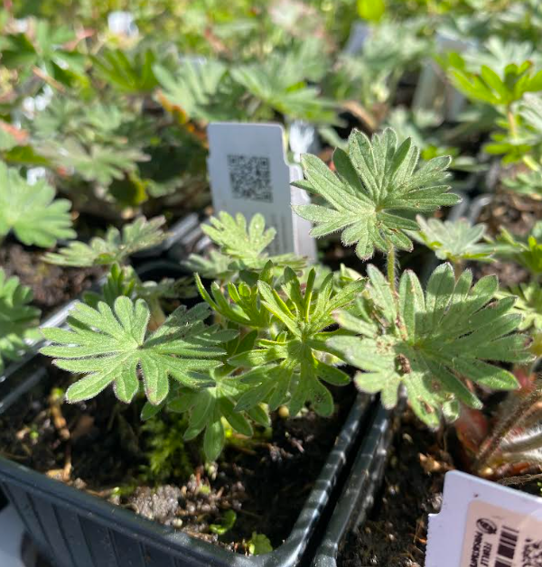Geranium sanguineum - Géranium sanguin