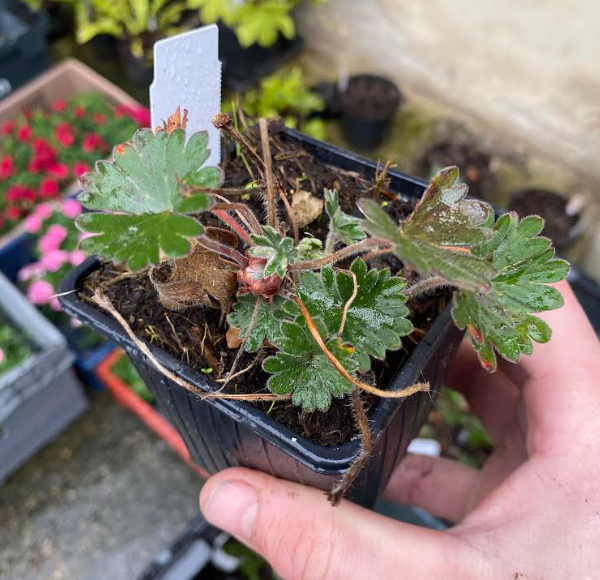 Geranium sanguineum - Géranium sanguin