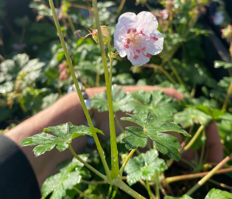 Geranium x cantabrigiense 'Biokovo' - Géranium vivace 'Biokovo'