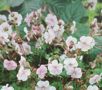 Geranium x cantabrigiense 'Biokovo' - Géranium vivace 'Biokovo'