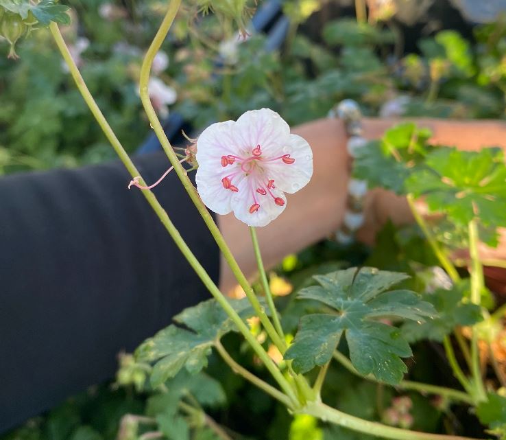 Geranium x cantabrigiense 'Biokovo' - Géranium vivace 'Biokovo'