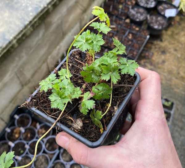 Geranium x cantabrigiense 'Biokovo' - Géranium vivace 'Biokovo'