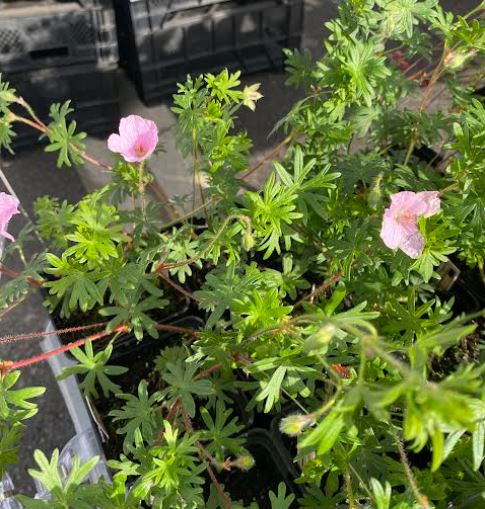 Geranium sanguineum 'Striatum' - Géranium sanguin 'Striatum'