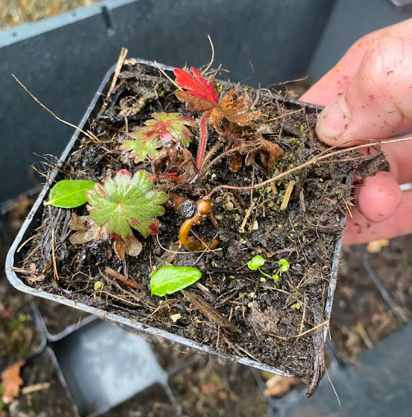 Geranium sanguineum 'Striatum' - Géranium sanguin 'Striatum'