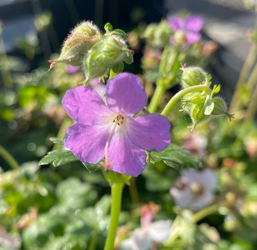 Geranium x cantabrigiense 'Karmina' - Géranium vivace 'Karmina'