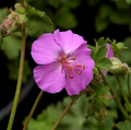 Geranium x cantabrigiense 'Karmina' - Géranium vivace 'Karmina'