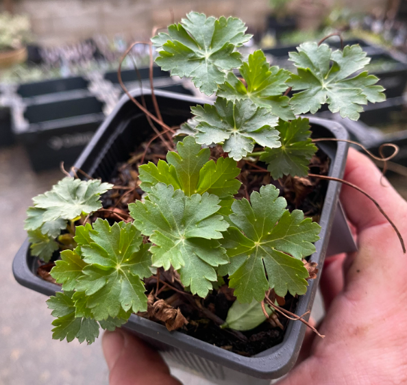 Geranium x cantabrigiense 'Karmina' - Géranium vivace 'Karmina'