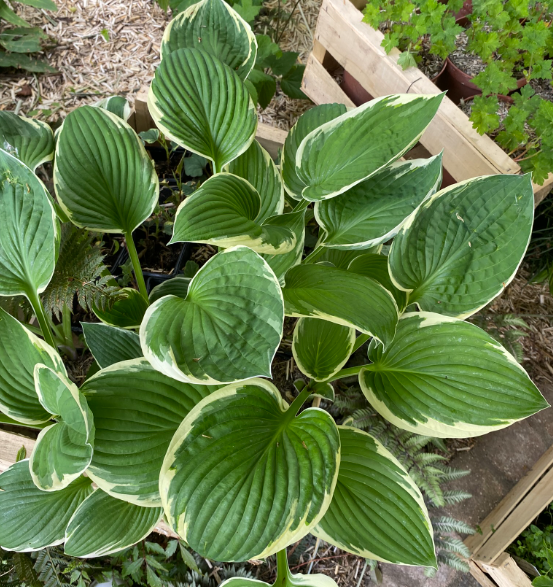 Hosta fortunei 'Francee' - Hosta