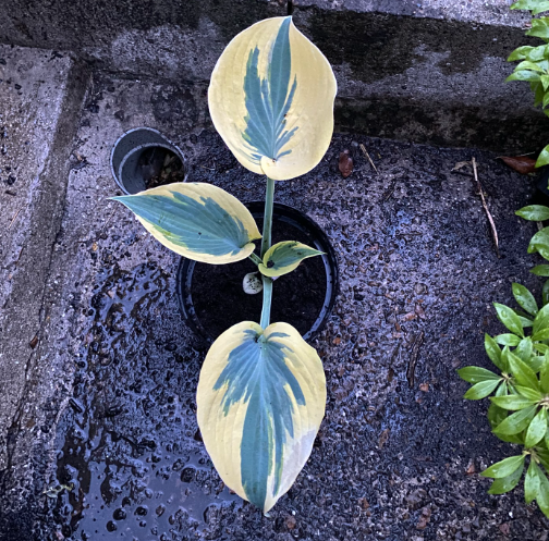 Hosta x 'Shadowland Autumn' - Hosta