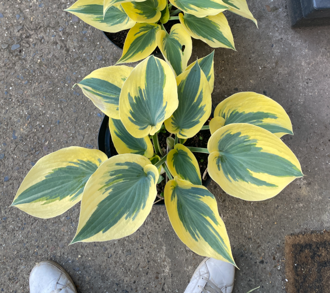 Hosta x 'Shadowland Autumn' - Hosta