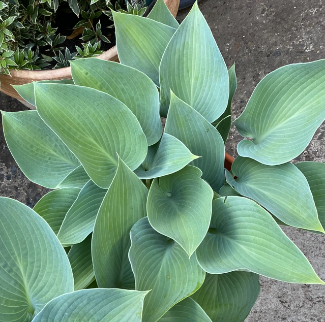 Hosta tardiana 'Halcon' - Hosta
