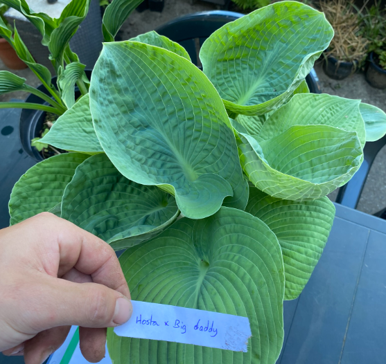 Hosta x 'Big Daddy' - Hosta