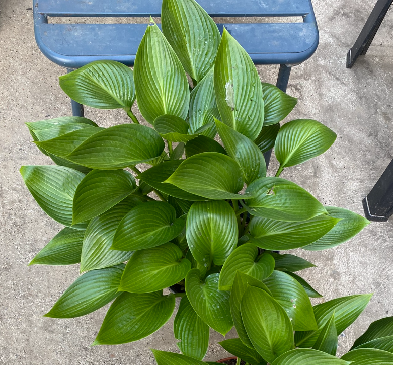 Hosta x 'Devon Green' - Hosta
