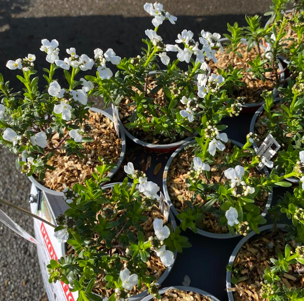 Iberis sempervirens 'Snowflake' - Corbeille d'argent 'Snowflake'