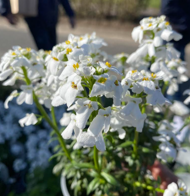 Iberis sempervirens 'Snowflake' - Corbeille d'argent 'Snowflake'