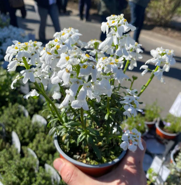 Iberis sempervirens 'Snowflake' - Corbeille d'argent 'Snowflake'