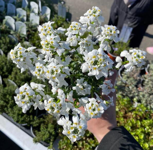 Iberis sempervirens 'Snowflake' - Corbeille d'argent 'Snowflake'