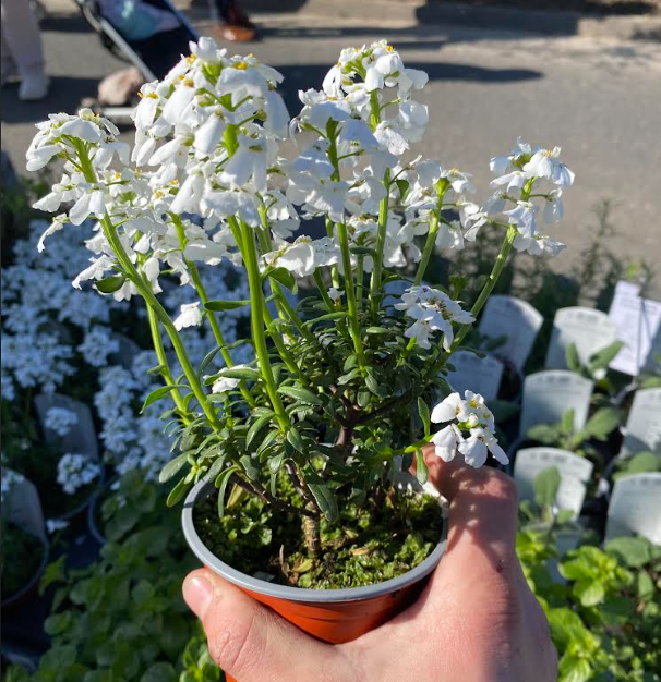 Iberis sempervirens 'Snowflake' - Corbeille d'argent 'Snowflake'