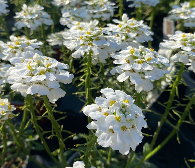 Iberis sempervirens 'Snowflake' - Corbeille d'argent 'Snowflake'