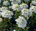 Iberis sempervirens 'Snowflake' - Corbeille d'argent 'Snowflake'
