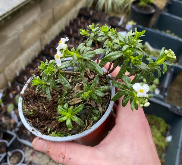Iberis sempervirens 'Snowflake' - Corbeille d'argent 'Snowflake'