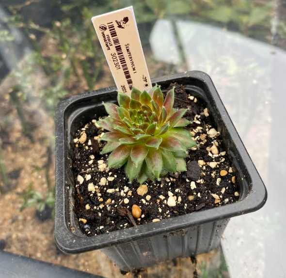 Sempervivum 1 - Joubarbe