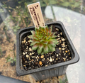 Sempervivum 1 - Joubarbe