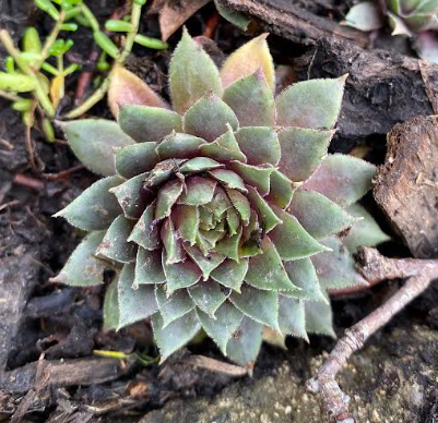 Sempervivum 1 - Joubarbe