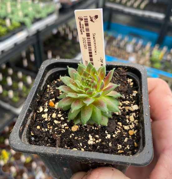 Sempervivum 1 - Joubarbe