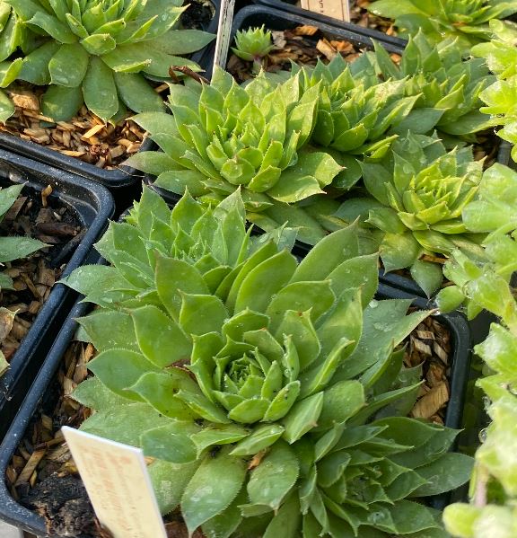 Sempervivum x 'Green Wheel' - Joubarbe