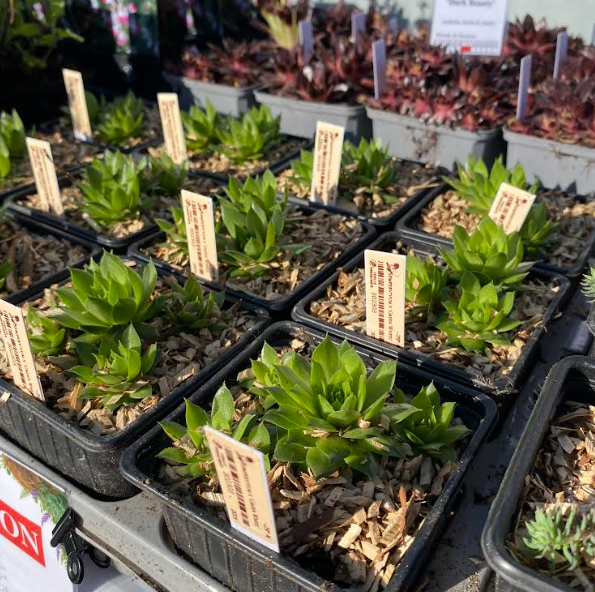 Sempervivum x 'Green Wheel' - Joubarbe