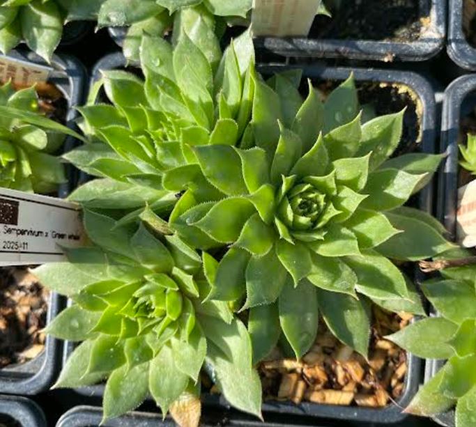 Sempervivum x 'Green Wheel' - Joubarbe