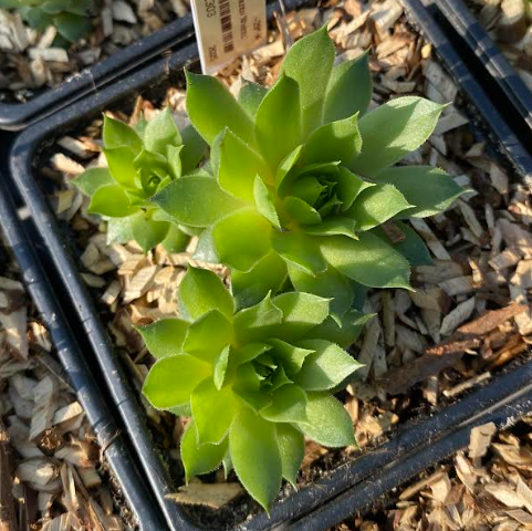 Sempervivum x 'Green Wheel' - Joubarbe