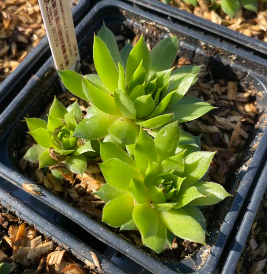Sempervivum x 'Green Wheel' - Joubarbe