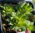 Sempervivum x 'Green Wheel' - Joubarbe