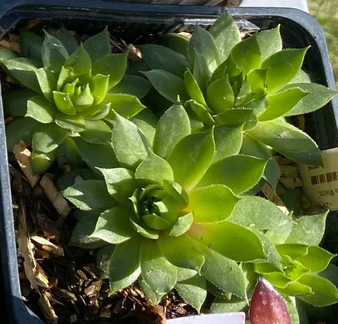 Sempervivum x 'Green Wheel' - Joubarbe