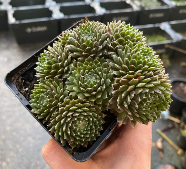 Sempervivum arachnoideum 'Kramer Spinrad' - Joubarbe