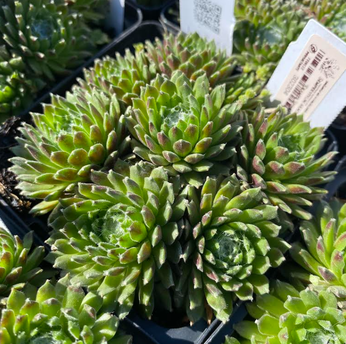 Sempervivum arachnoideum 'Kramer Spinrad' - Joubarbe