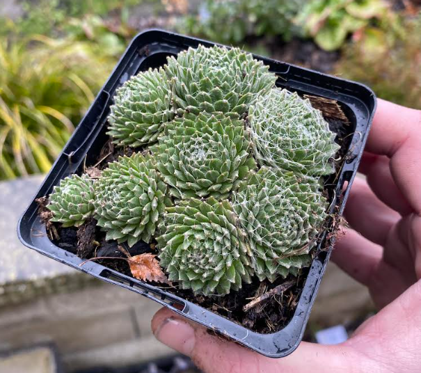 Sempervivum arachnoideum 'Kramer Spinrad' - Joubarbe