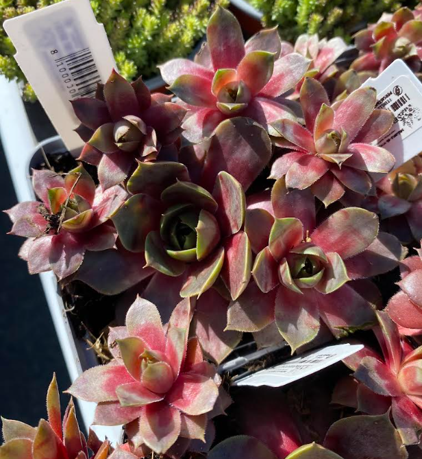 Sempervivum x 'Othello' - Joubarbe