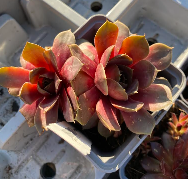 Sempervivum x 'Othello' - Joubarbe