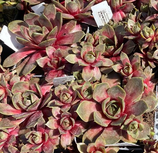 Sempervivum x 'Othello' - Joubarbe