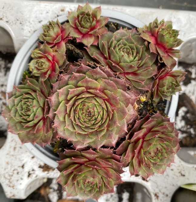 Sempervivum x 'Othello' - Joubarbe