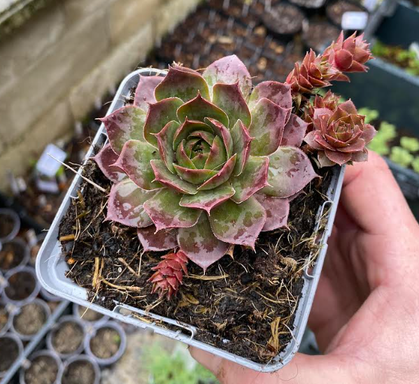 Sempervivum x 'Othello' - Joubarbe