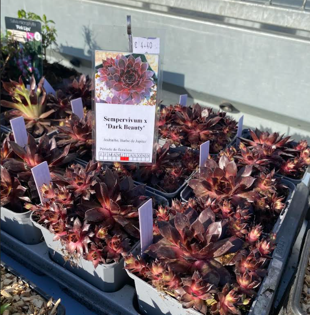 Sempervivum x 'Dark Beauty' - Joubarbe