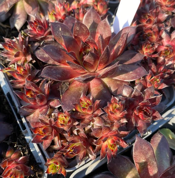Sempervivum x 'Dark Beauty' - Joubarbe