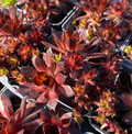 Sempervivum x 'Dark Beauty' - Joubarbe