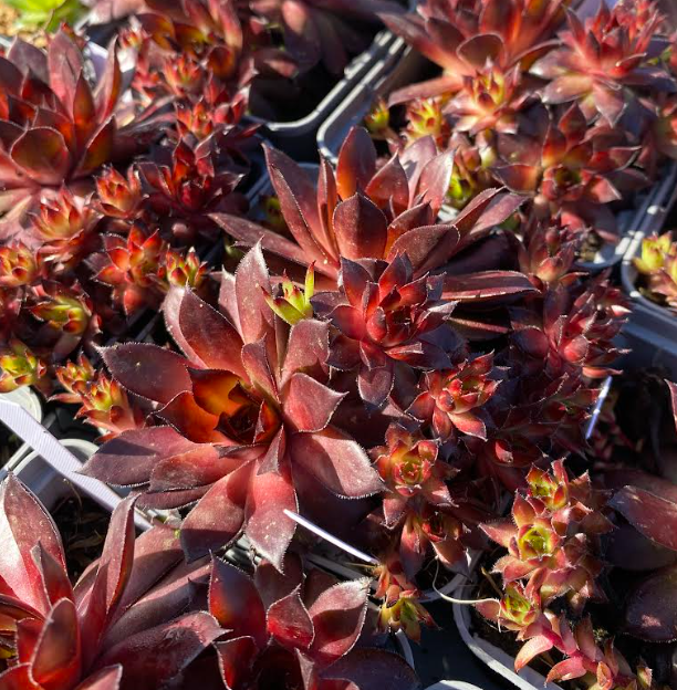 Sempervivum x 'Dark Beauty' - Joubarbe